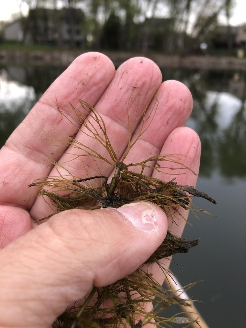Spineless Hornwort photo 7