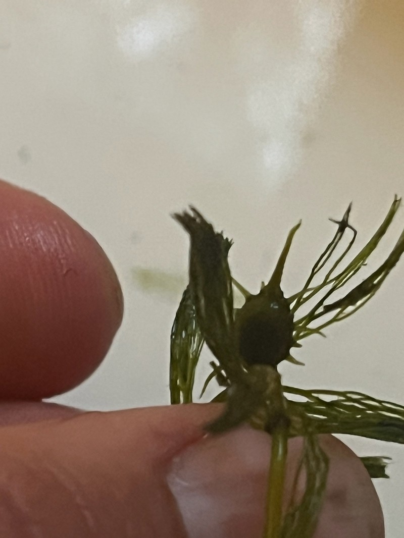 Spineless Hornwort photo 8