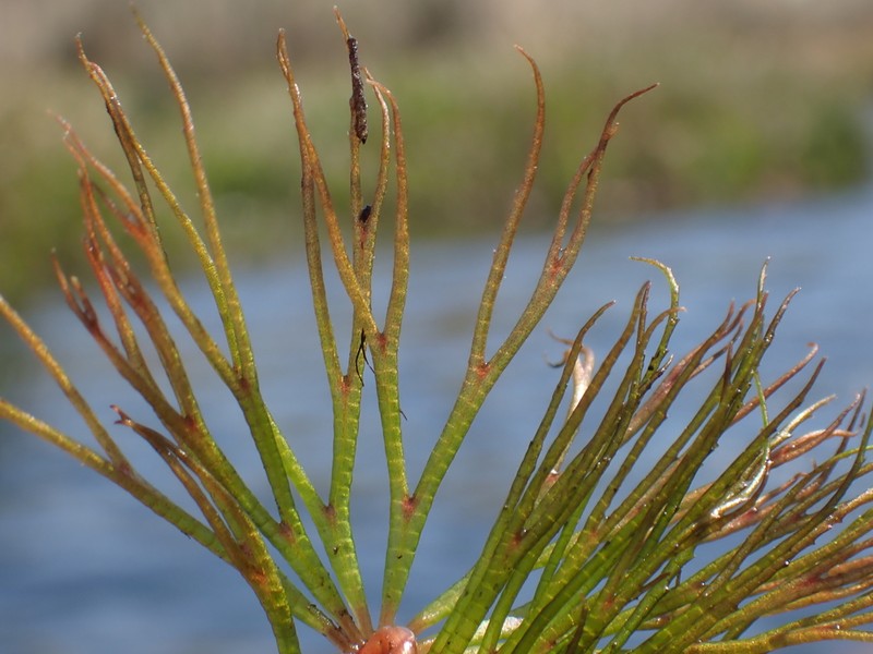 Prickly Hornwort