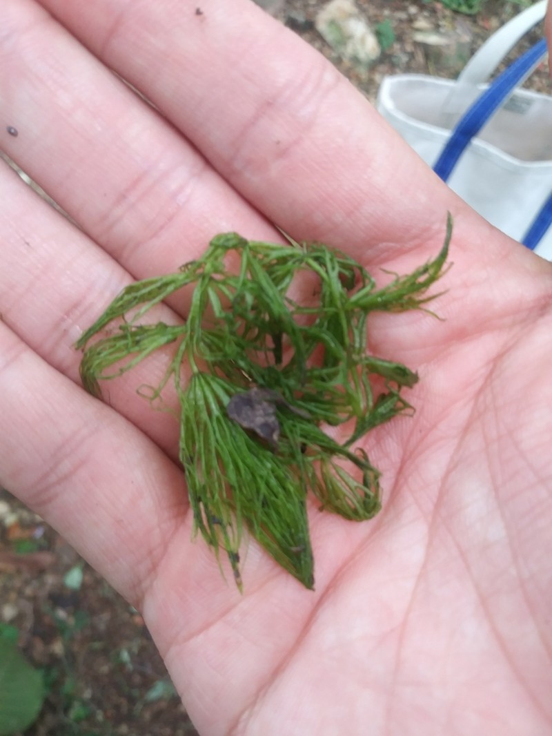 Prickly Hornwort photo 2