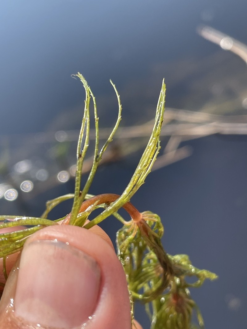 Prickly Hornwort photo 4