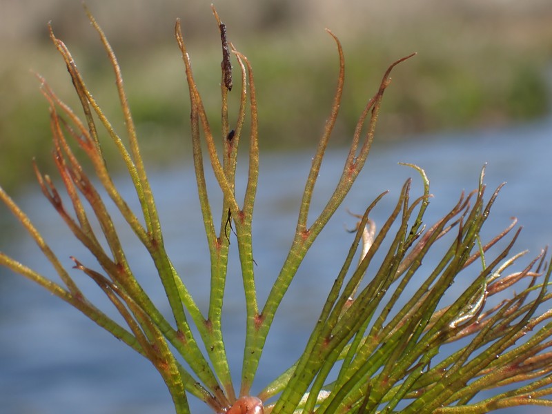 Prickly Hornwort photo 6