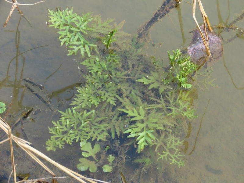 Ceratopteris cornuta