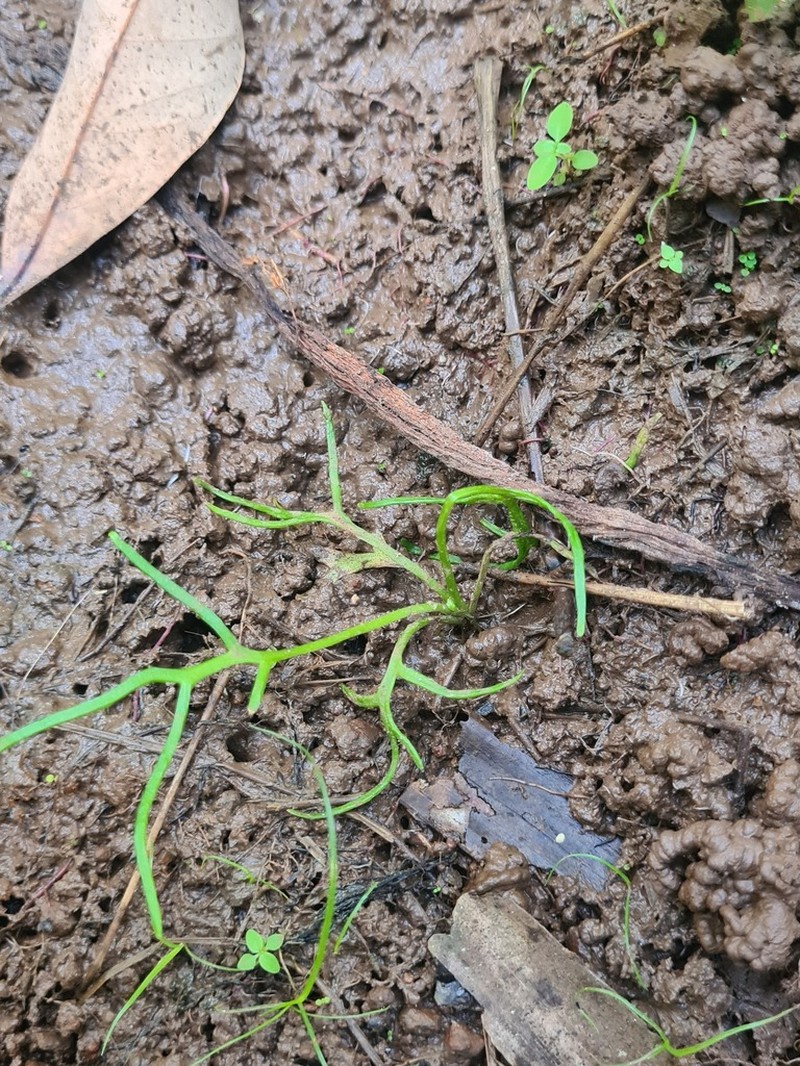 Ceratopteris cornuta photo 2