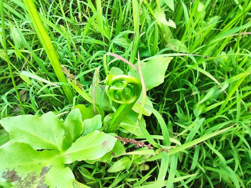 Ceratopteris cornuta photo 3