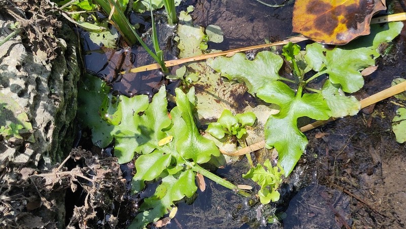 Ceratopteris cornuta photo 4