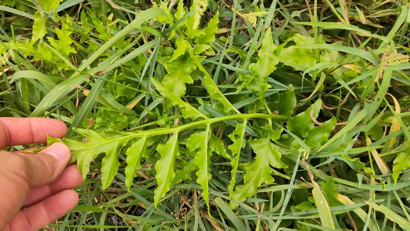 Ceratopteris cornuta photo 7