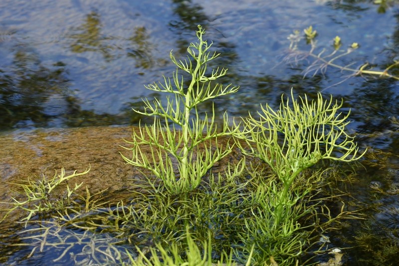 Ceratopteris cornuta photo 8