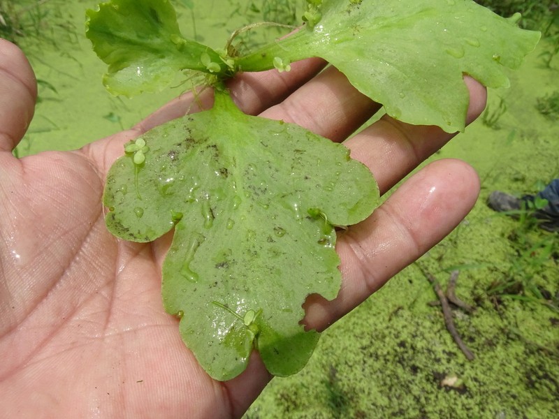 Floating Antlerfern