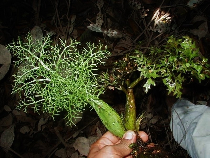 Floating Antlerfern photo 2