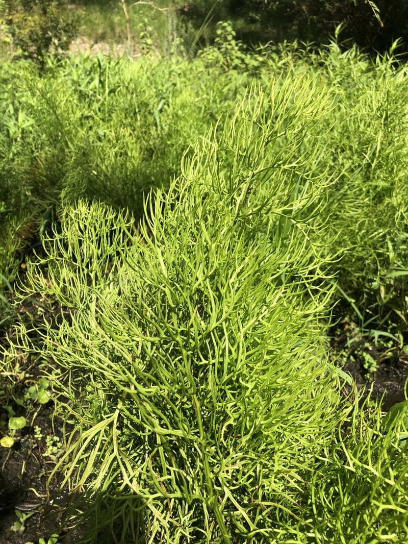 Floating Antlerfern photo 3