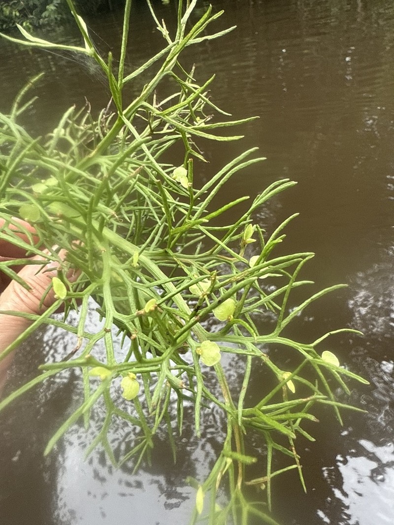 Floating Antlerfern photo 4