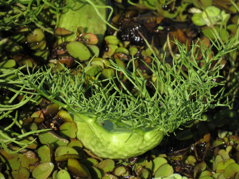 Floating Antlerfern photo 5