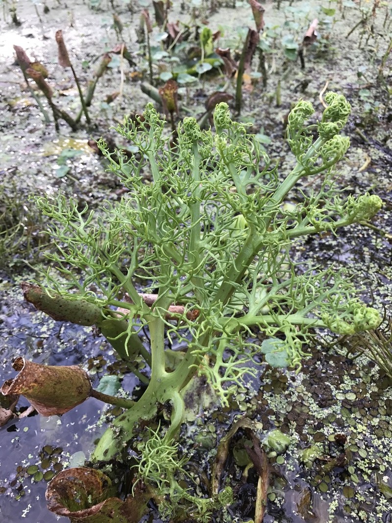 Floating Antlerfern photo 6