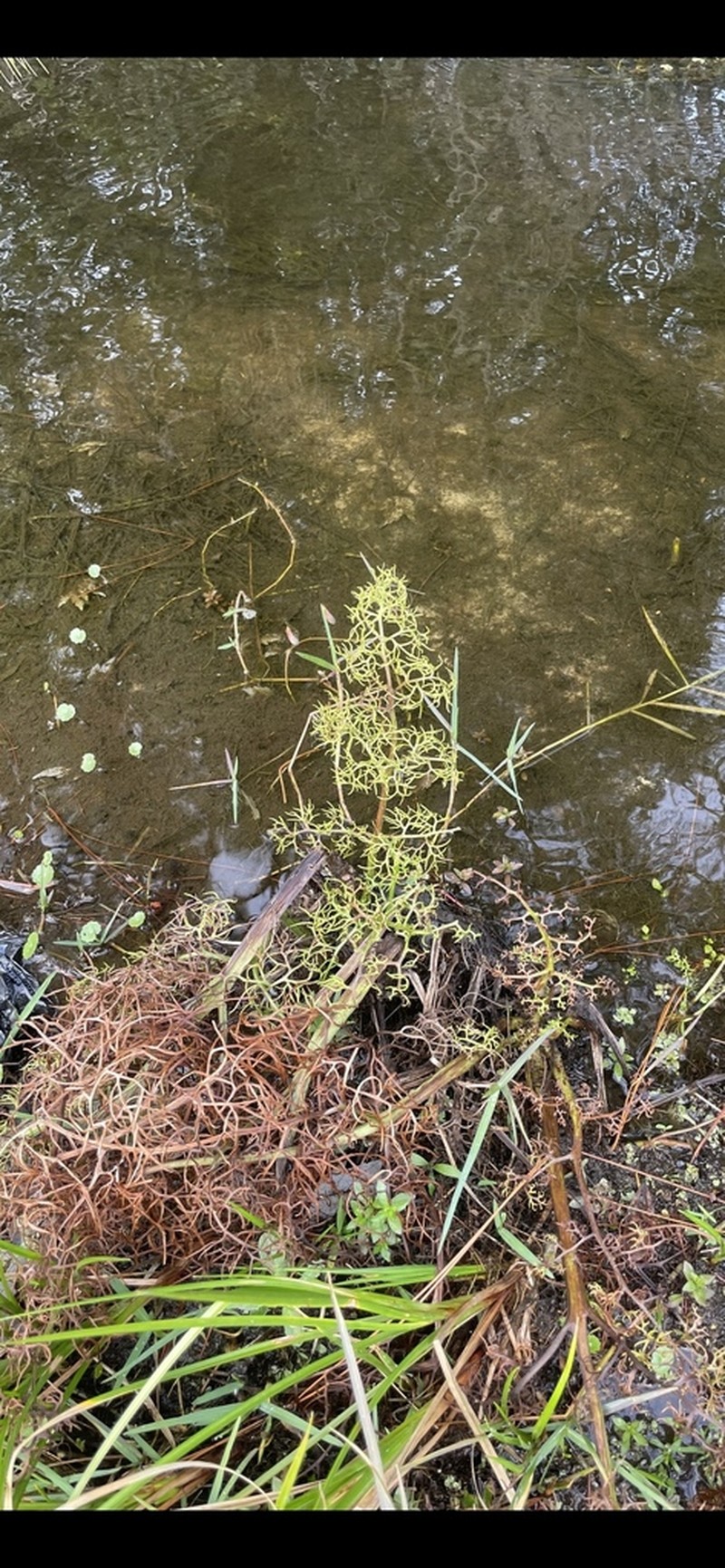 Floating Antlerfern photo 7