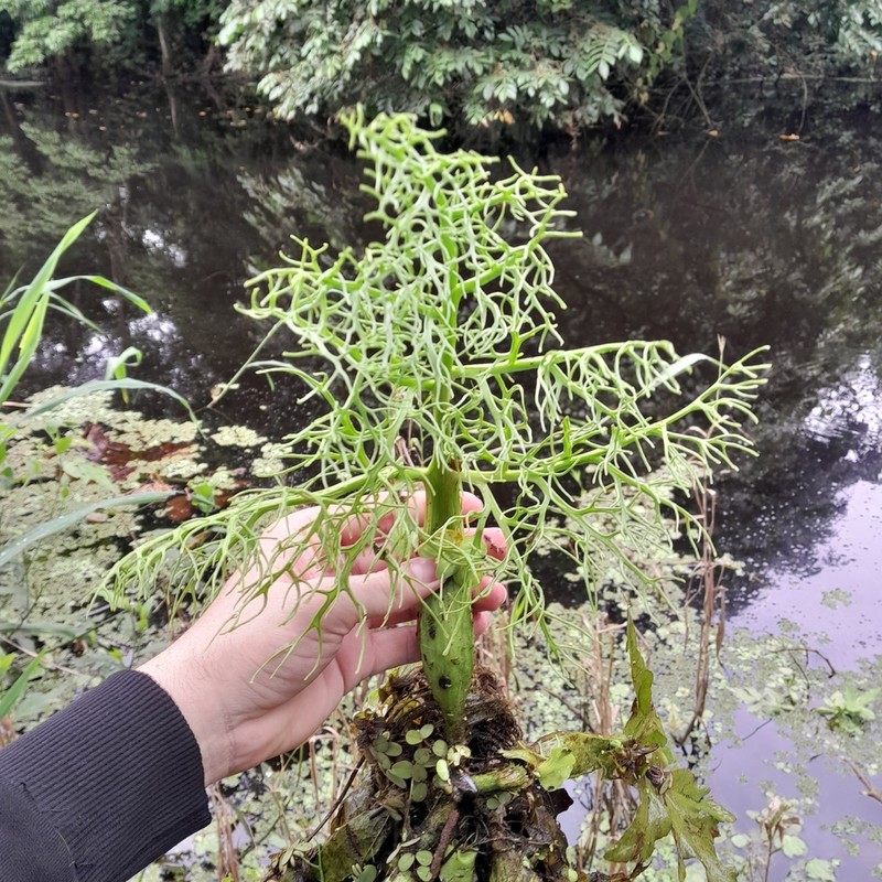 Floating Antlerfern photo 8