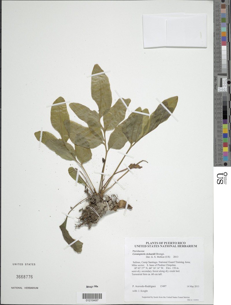 Triangle Waterfern