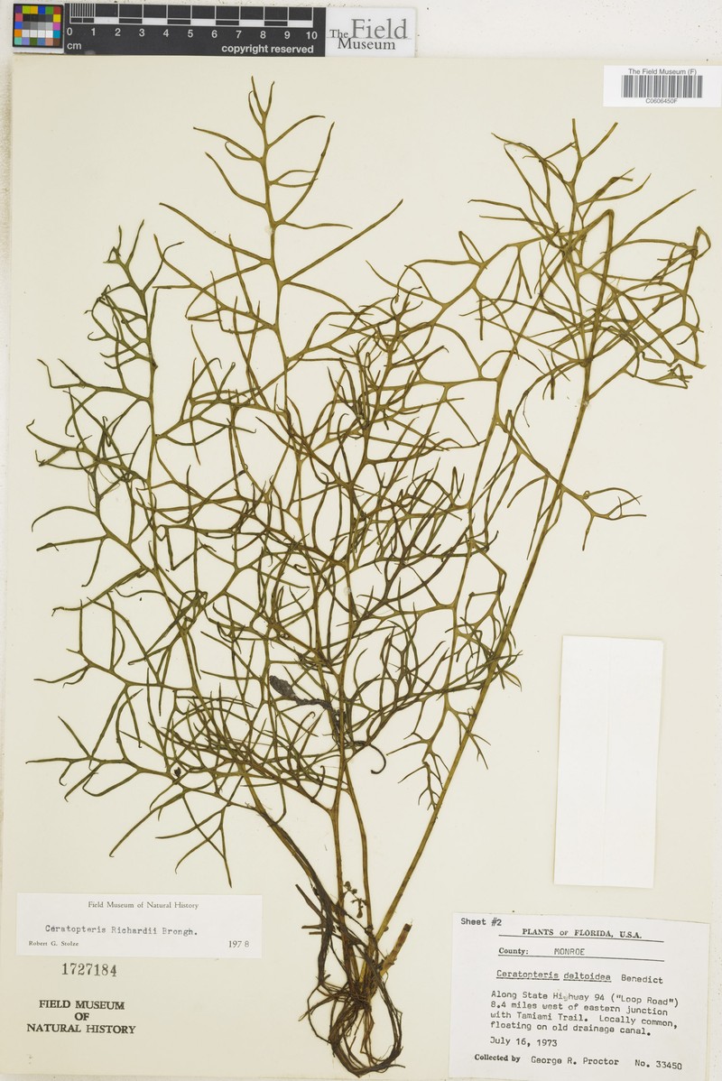 Triangle Waterfern photo 2
