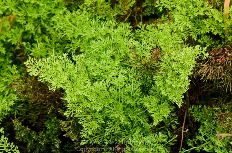 Ceratopteris shingii