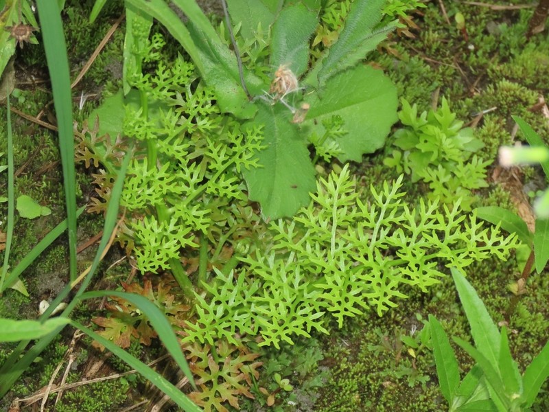 Ceratopteris gaudichaudii photo 3