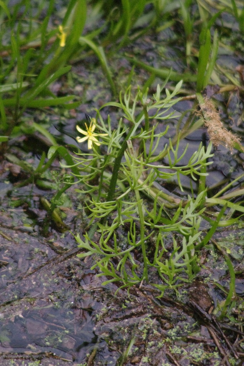 Ceratopteris gaudichaudii photo 5