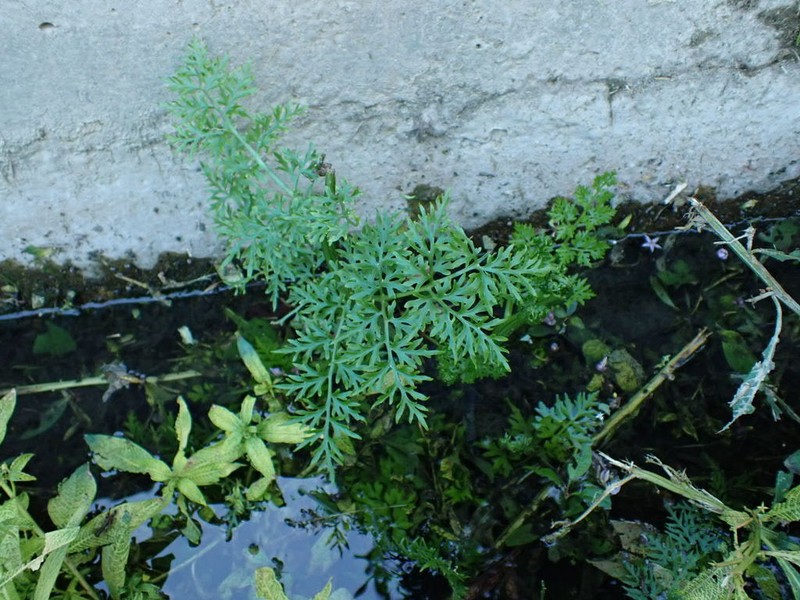 Ceratopteris gaudichaudii photo 6