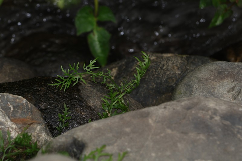Watersprite photo 2