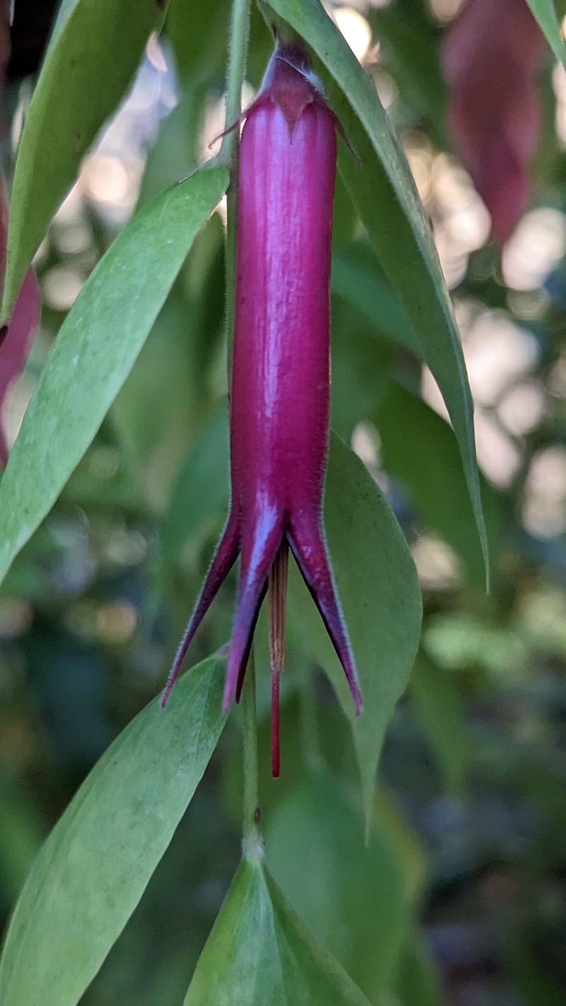 Ceratostema gualaquizensis