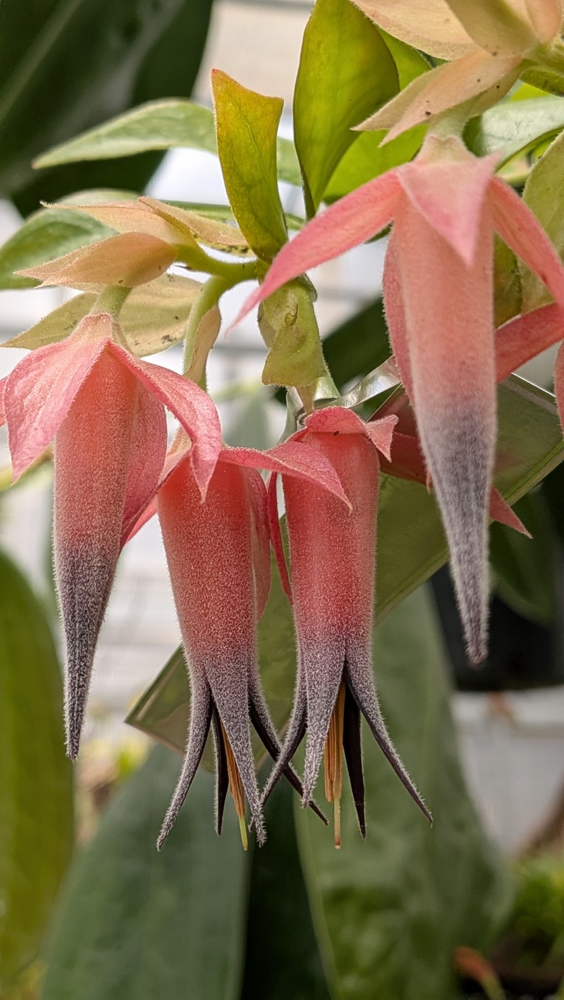 Ceratostema jorgebritoi