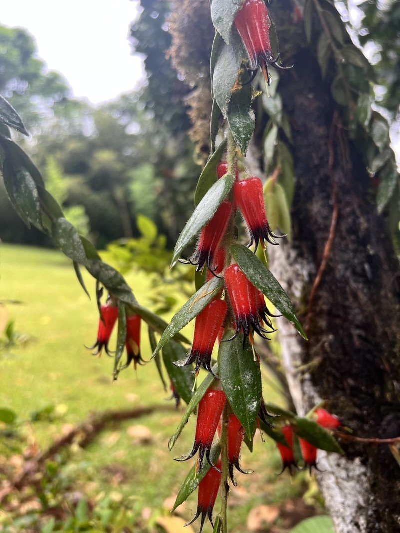 Ceratostema loucianae
