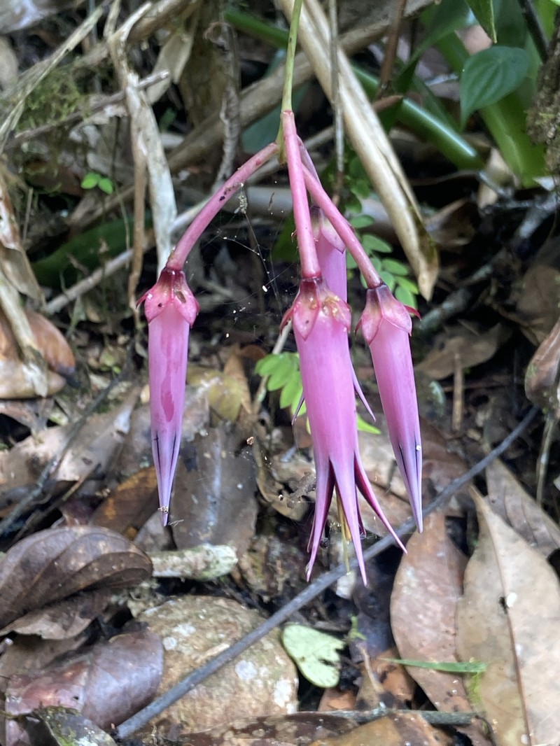 Ceratostema zamorana photo 2