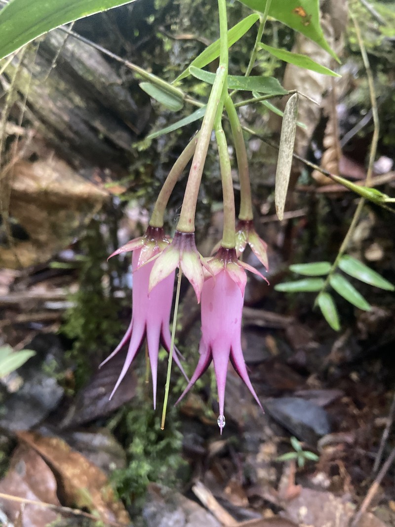 Ceratostema zamorana photo 3