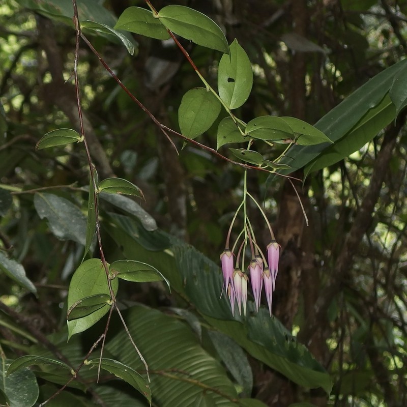 Ceratostema zamorana photo 4