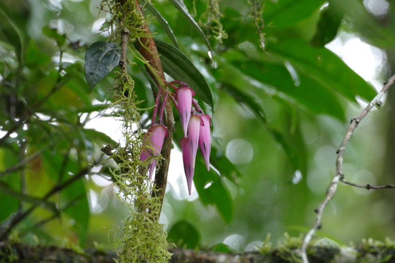 Ceratostema zamorana photo 5