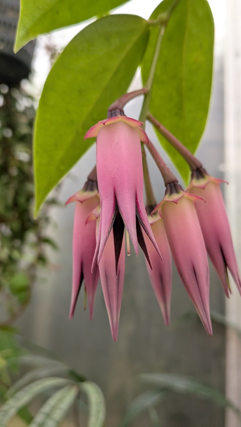 Ceratostema zamorana