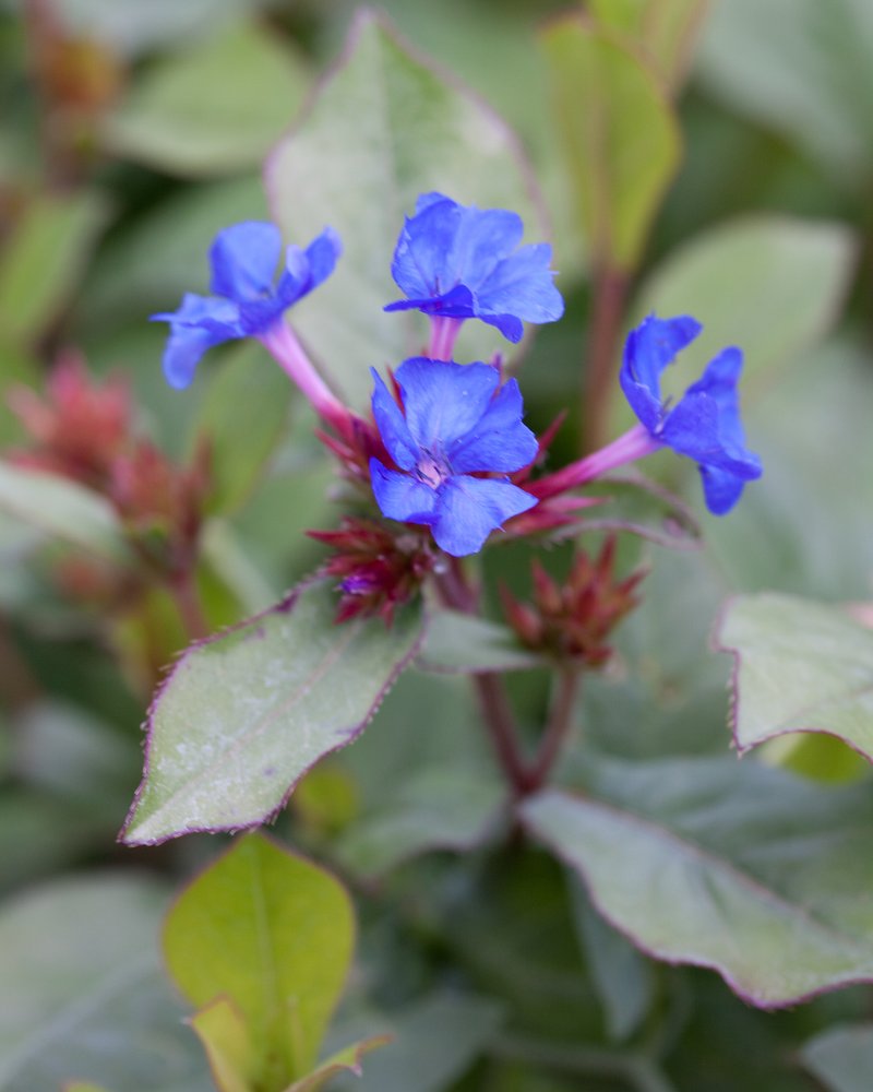 Blue Leadwood photo 2