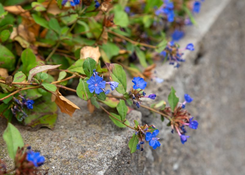 Blue Leadwood photo 3