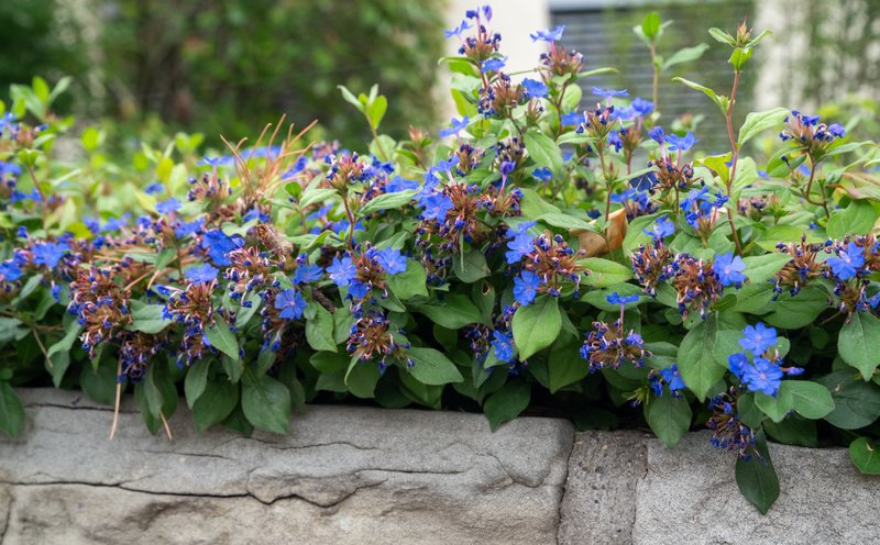 Blue Leadwood photo 4