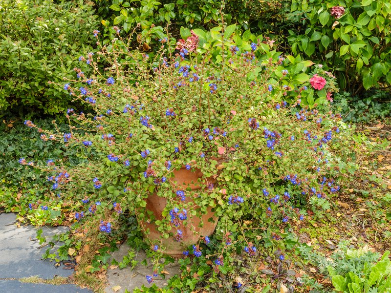 Blue Leadwood photo 5