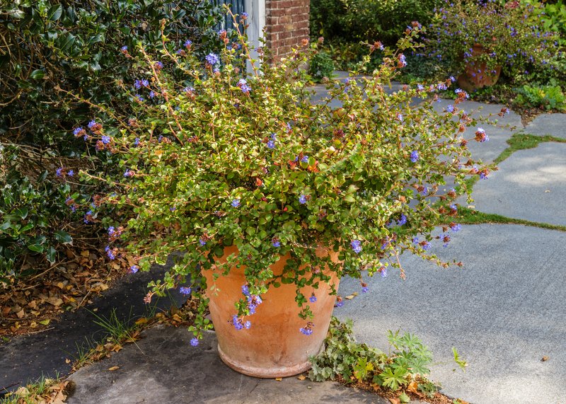 Blue Leadwood photo 6