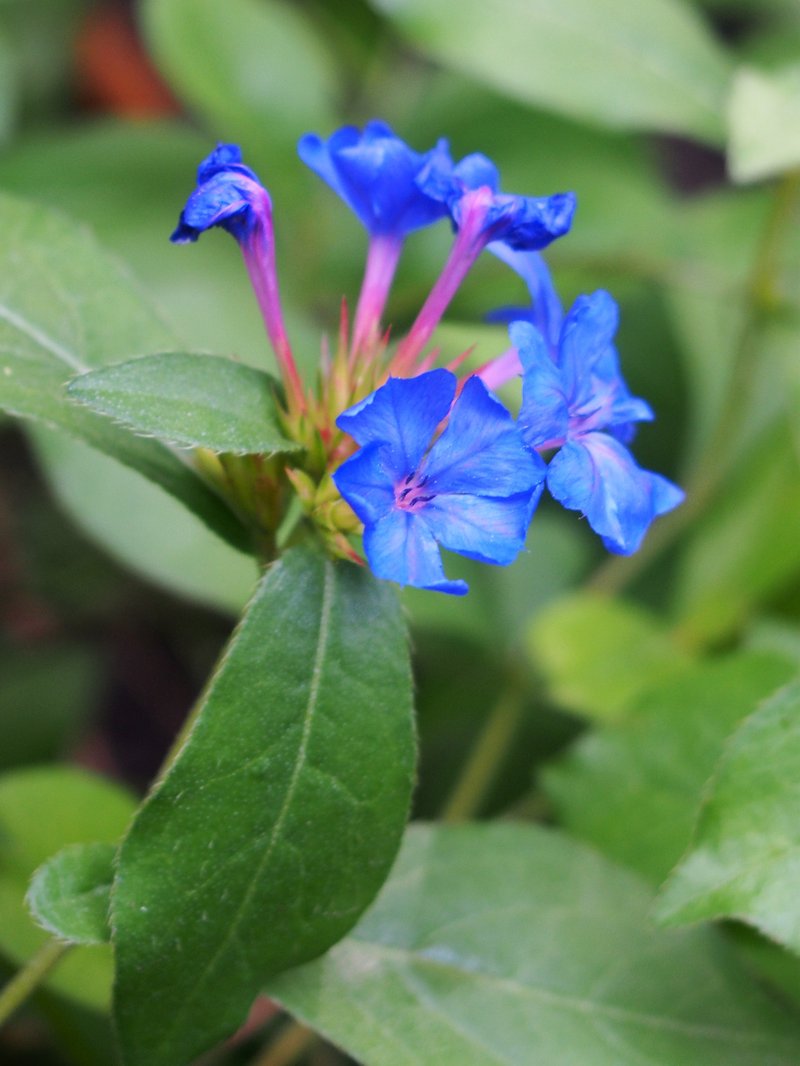 Blue Leadwood photo 7
