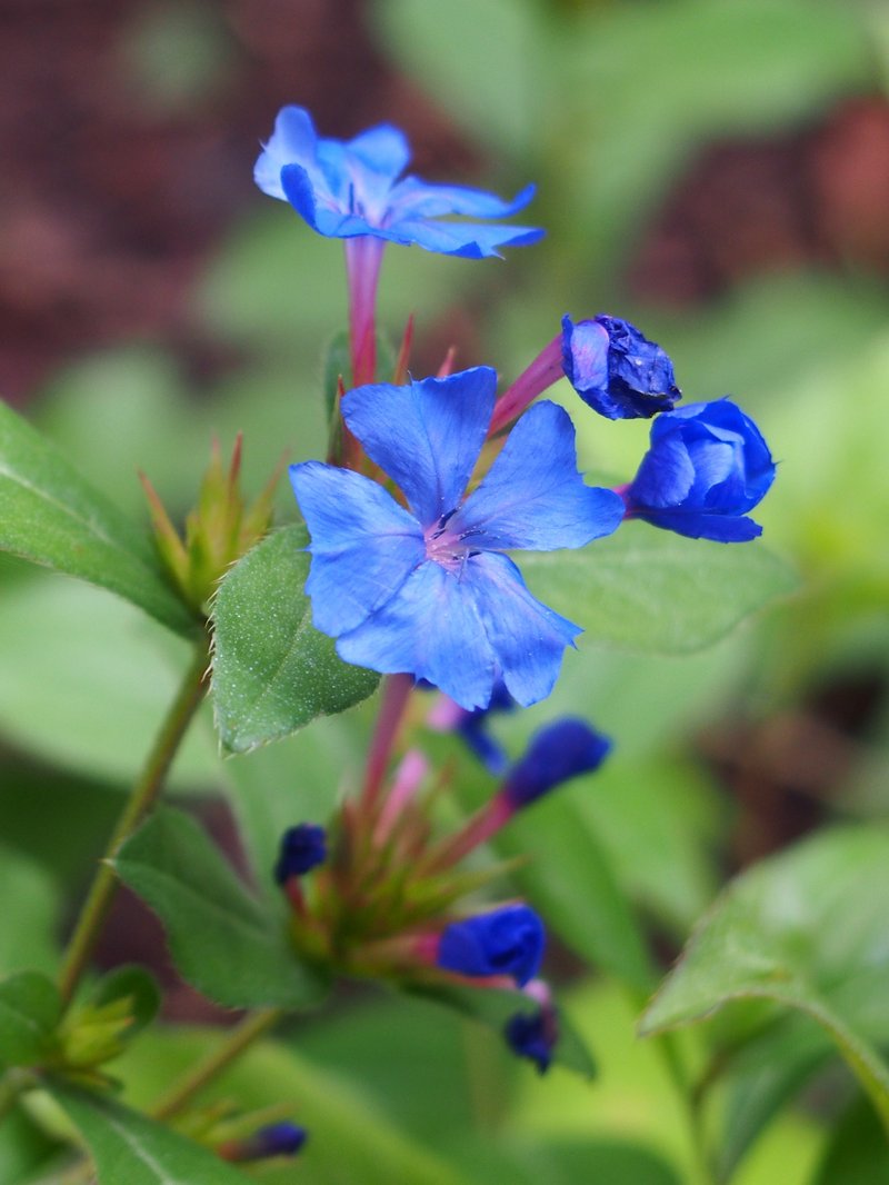 Blue Leadwood photo 8