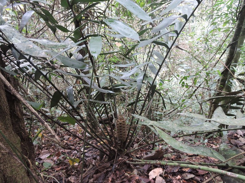 Ceratozamia aurantiaca photo 2