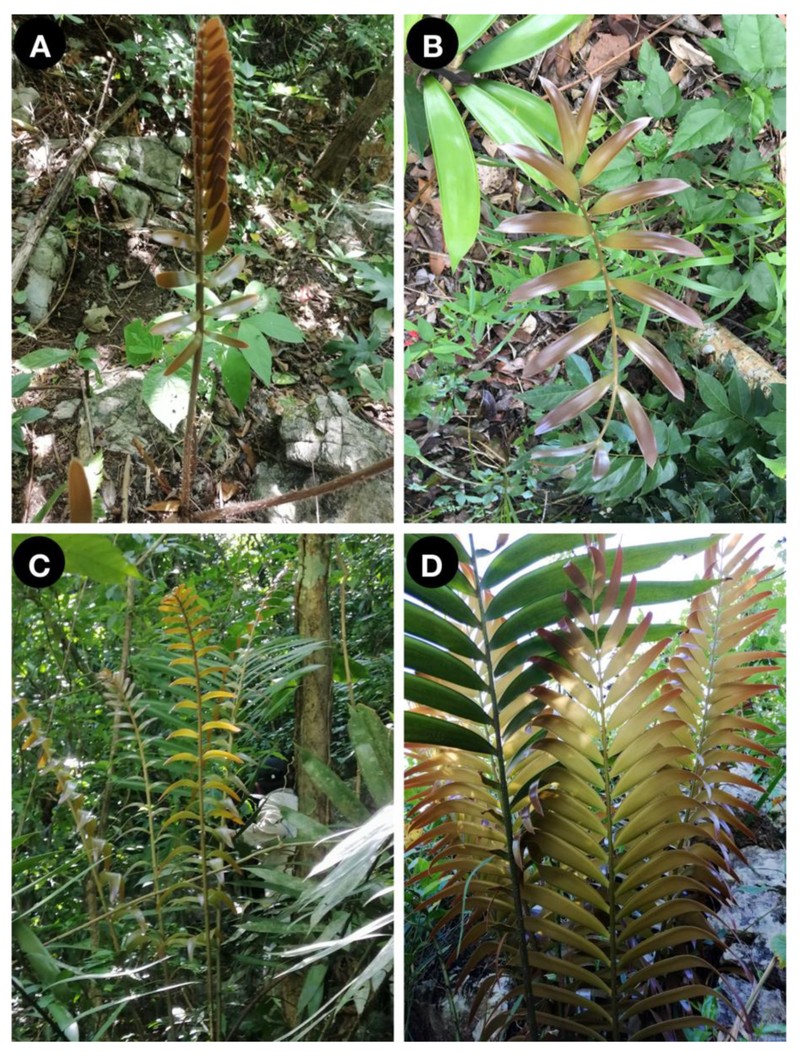 Ceratozamia aurantiaca