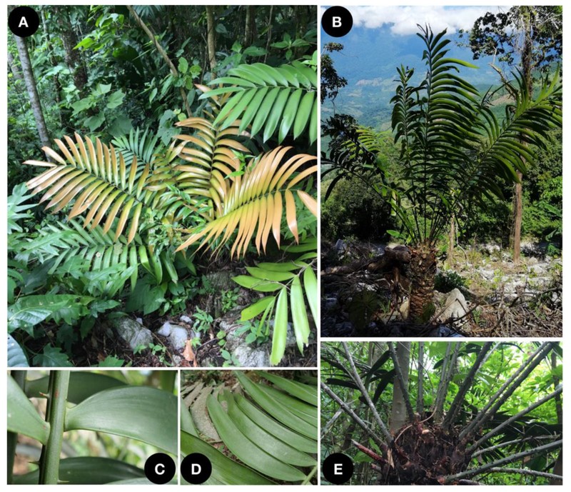 Ceratozamia aurantiaca photo 3