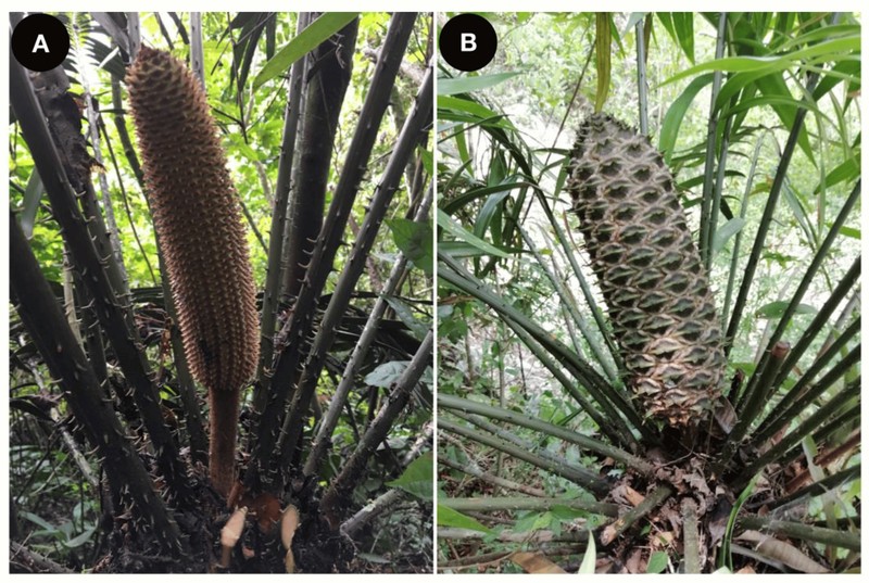 Ceratozamia aurantiaca photo 4