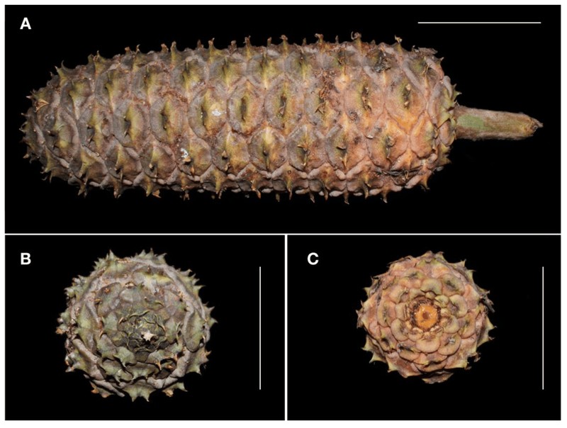 Ceratozamia aurantiaca photo 5