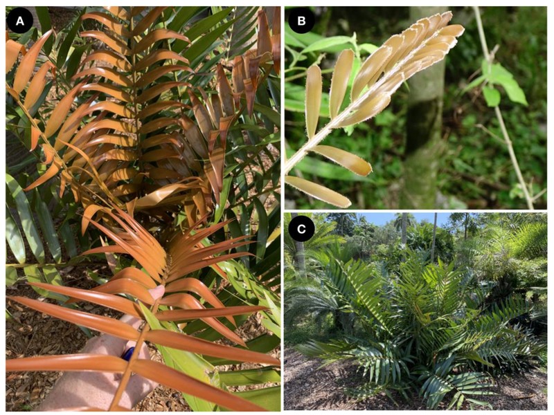 Ceratozamia aurantiaca photo 6