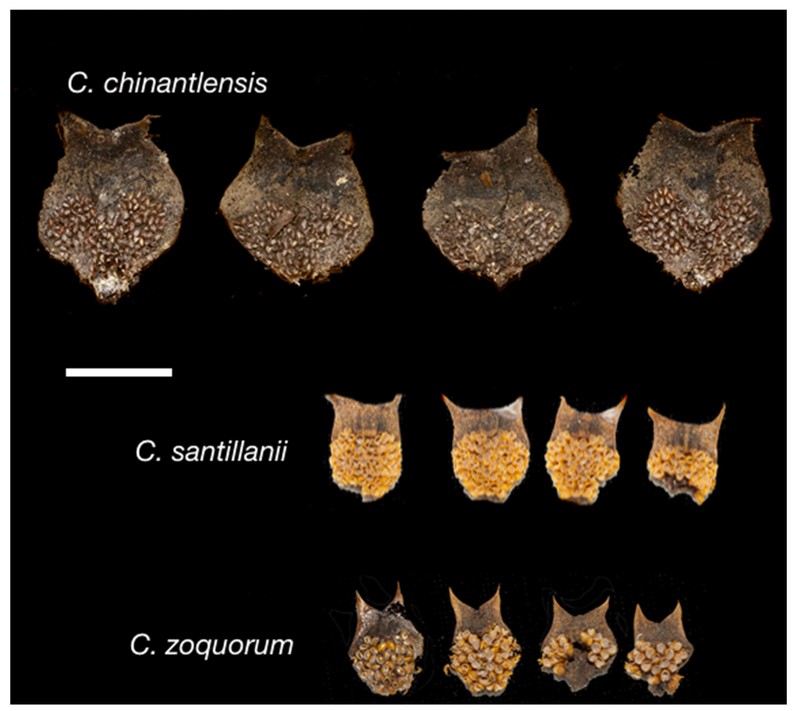 Ceratozamia chinantlensis