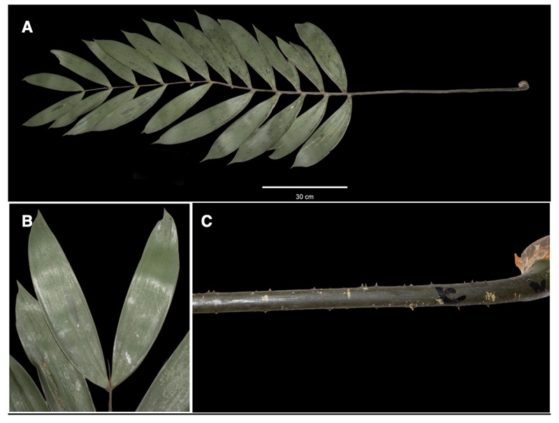 Ceratozamia chinantlensis photo 3